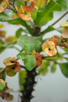 green dendrobium that growth well in tropical climate