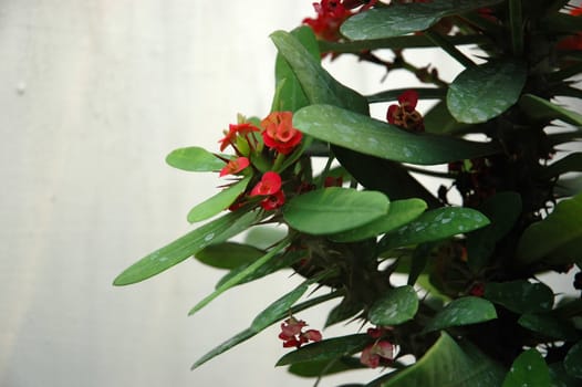 red dendrobium that growth well in tropical climate