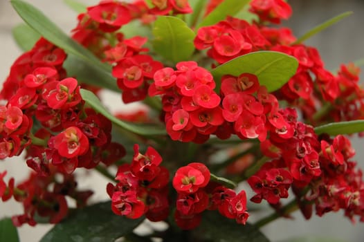 red dendrobium that growth well in tropical climate