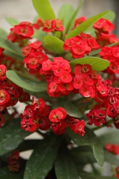 red dendrobium that growth well in tropical climate