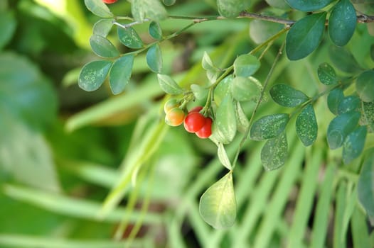 tropical flower that growth well in indonesia