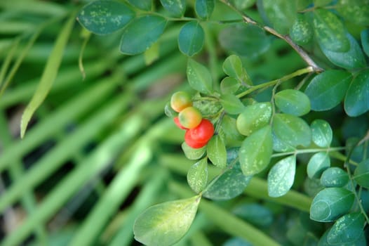 tropical flower that growth well in indonesia