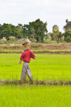 scarecrow in Thai Rice field