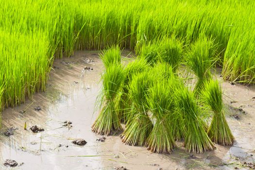 Sprout, Thai Rice field