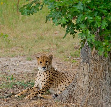 Single cheetah laying in the shade of a tree.