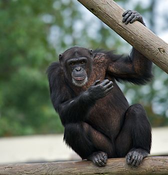 Adult chimpanzee holding on to a wooden rail staring ahead.