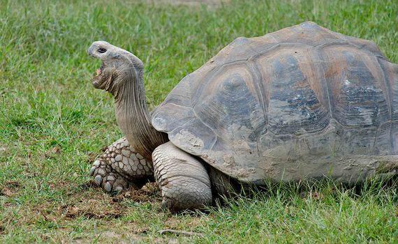 Giant Galapagos Turtle with mouth wide open.