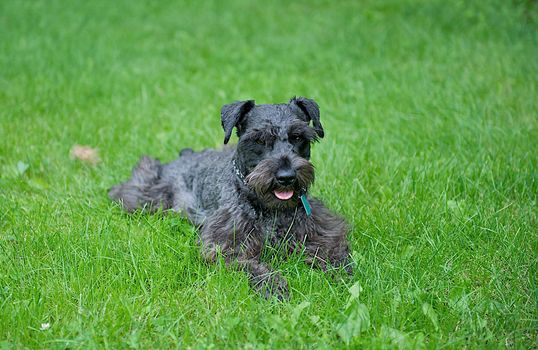 Cute Miniature Schnauzer laying in the grass panting after playing hard.