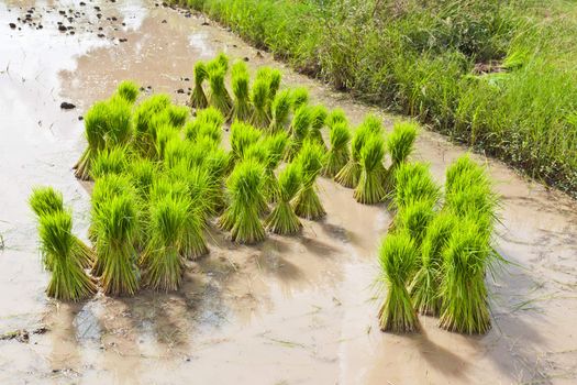 Sprout, Thai Rice field