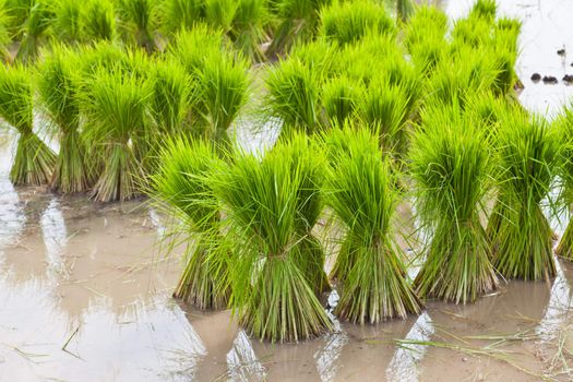 Sprout, Thai Rice field