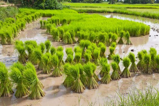 Sprout, Thai Rice field