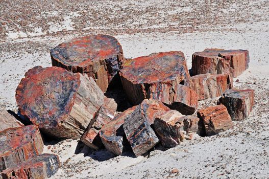 an abstract texture of petrified wood geology subject