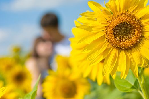 Sunflower and blurred young couple on the background