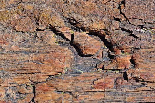 an abstract texture of petrified wood geology subject