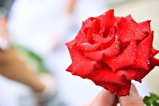 Red rose against the blurred background