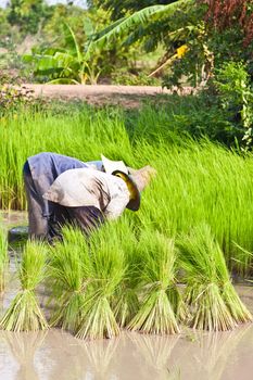 Farmer in rice field, Thailand