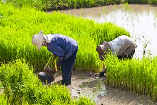 Farmer in rice field, Thailand