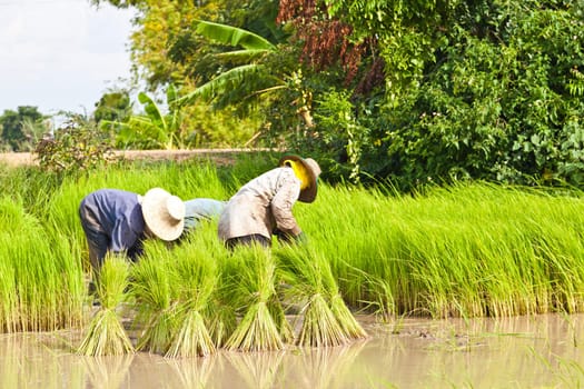 Farmer in rice field, Thailand