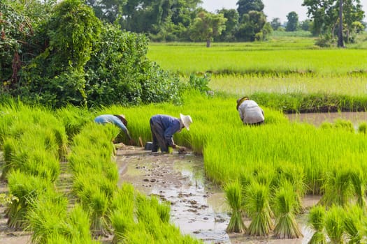 Farmer in rice field, Thailand