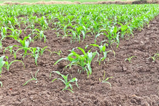 Corn field in Thailand