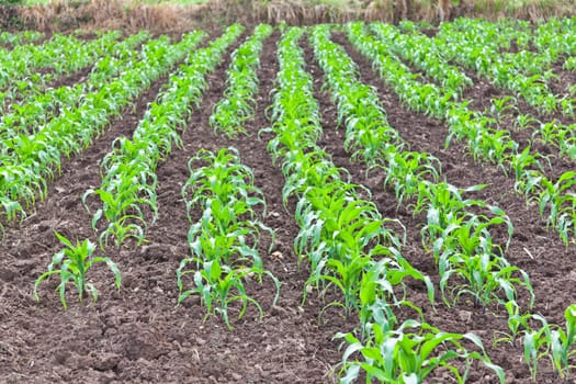 Corn field in Thailand