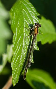 Female azure damselfly on green leaf in the summer sun