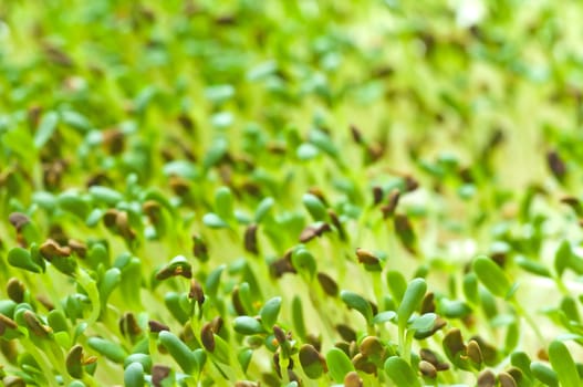 sprouts of alfalfa