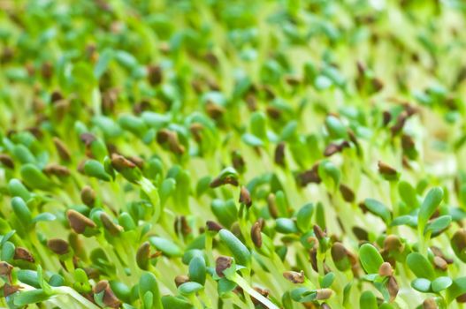 sprouts of alfalfa