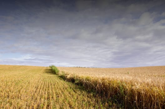 Field of cut wheat and ripped rye. Agricultural view with cloudy sky.