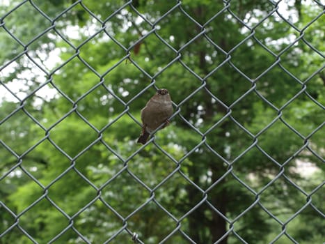 Here you can see a bird inside the sprinkles of a fence.