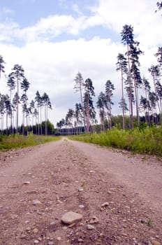 Gravel road in the forest. Old pine trees touching cloudy sky.