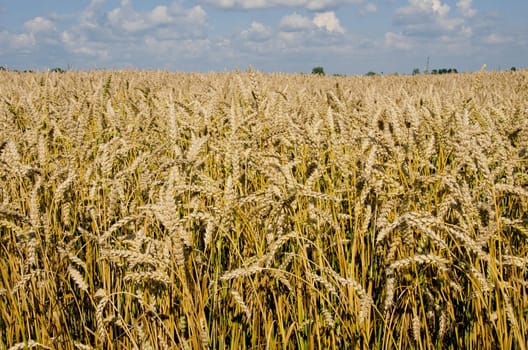 Field full of ripped wheat ear. Agricultural nature background.