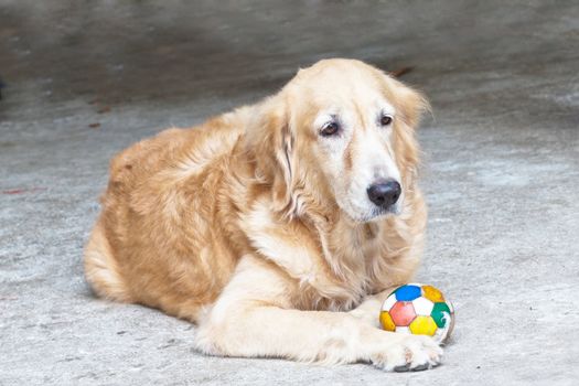 Dog, Golden Retriever and soccer ball,  looking with sad brown eyes