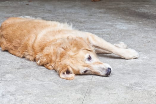 Dog, Golden Retriever , looking with sad brown eyes