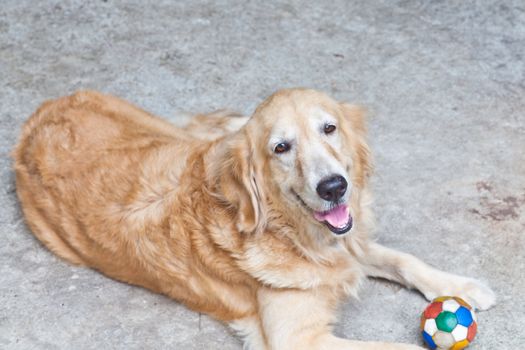 Dog, Golden Retriever and soccer ball,  looking with sad brown eyes