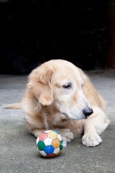 Dog, Golden Retriever and soccer ball,  looking with sad brown eyes