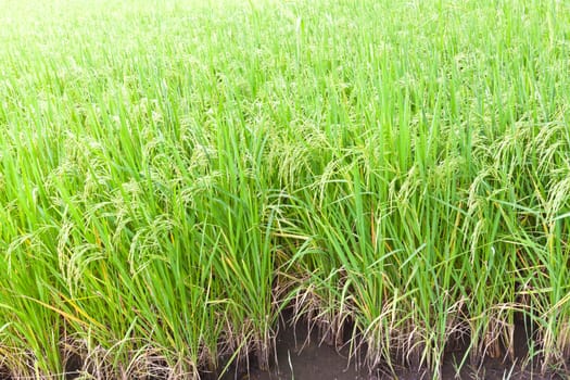 Paddy rice in field, Thailand