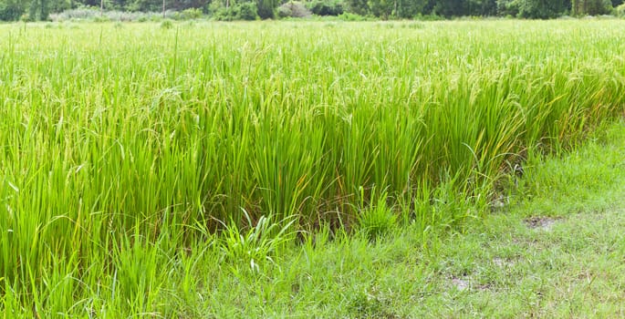 Paddy rice in field, Thailand