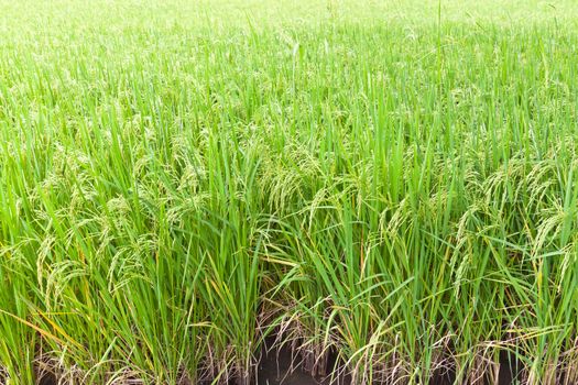 Paddy rice in field, Thailand