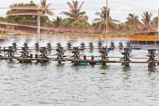 Shrimp Farms covered with nets for protection from bird, ChaChengSao, Thailand