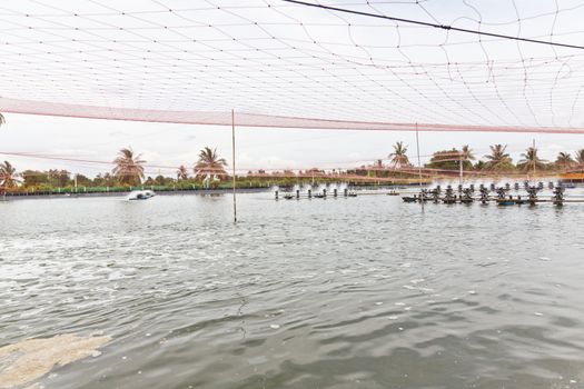 Shrimp Farms covered with nets for protection from bird, ChaChengSao, Thailand