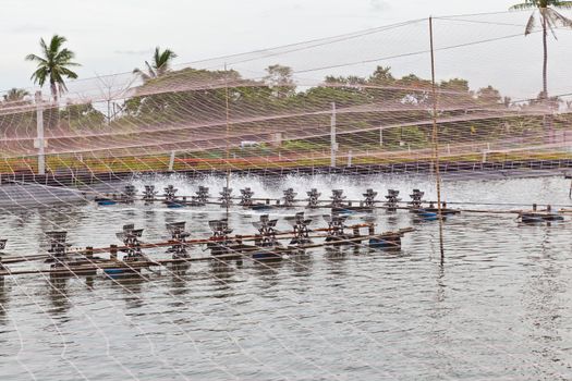 Shrimp Farms covered with nets for protection from bird, ChaChengSao, Thailand