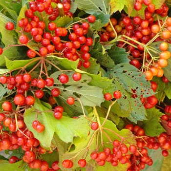     Guelder Rose in autumn                               