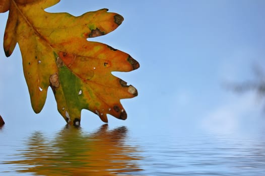 Beautiful autumn leaves against blue sky