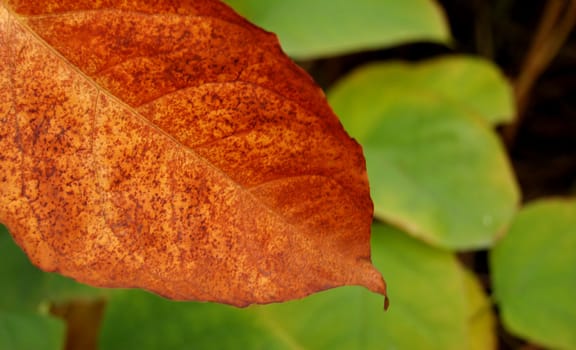 Polish golden autumn