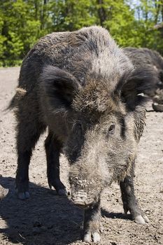 Gray wild boar outdoor photo 