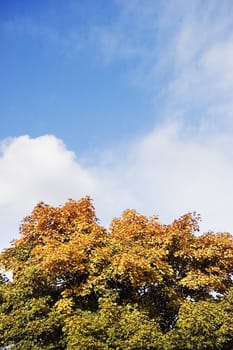 Autumn green and yellow tree over blue sky