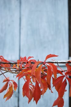 Red autumn leaves over old blue boards