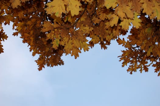 Beautiful autumn leaves against blue sky