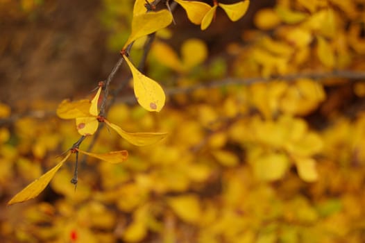 Polish golden autumn